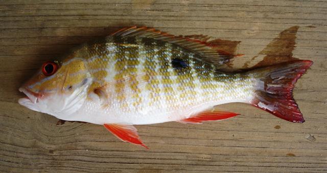 Lutjanus analis (Cuvier, 1828)